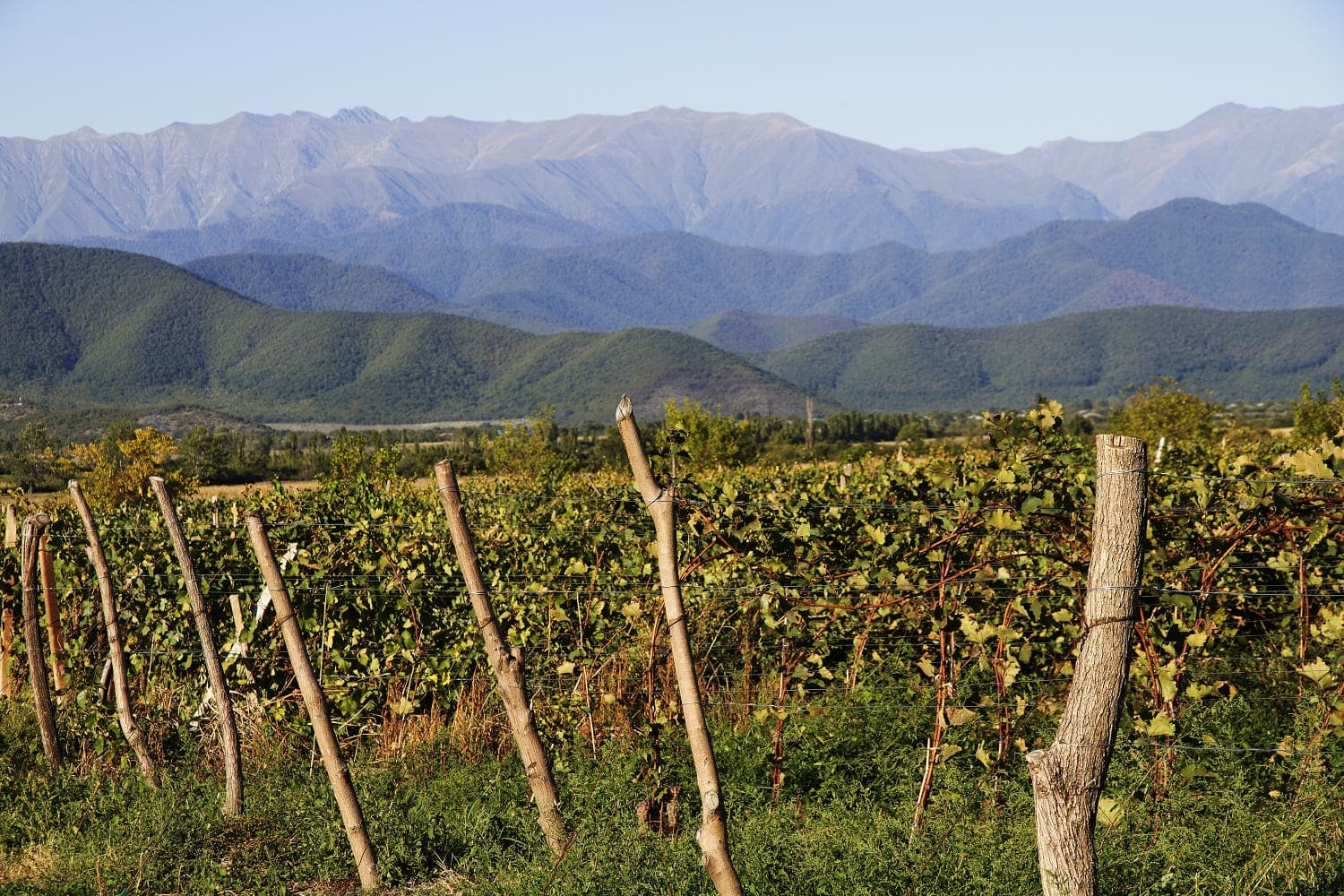 Historia gruzińskiego winiarstwa