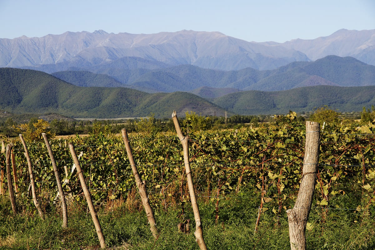 9 najlepszych odmian gruzińskiego wina
